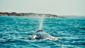 FOTO-BOLETIN-SETUE-AVISTAMIENTO-BALLENA-GRIS-810×540-1