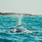 FOTO-BOLETIN-SETUE-AVISTAMIENTO-BALLENA-GRIS-810×540-1