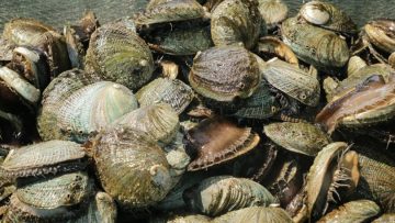 FOTO-BOLETIN-SEPADA-CONCLUYE-VEDA-ABULON-810×540-1