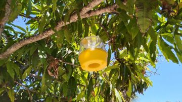 FOTO-BOLETIN-SEPADA-MOSCA-1024×768-1