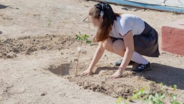 FOTO-BOLETIN-ISJ-REFORESTACION-810×539-1
