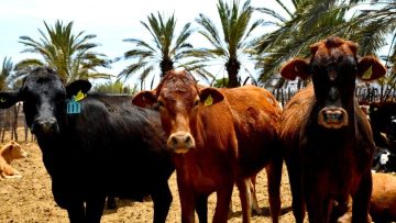 FOTO-BOLETIN-SEPADA-SEGURO-DE-VIDA-810×501-1