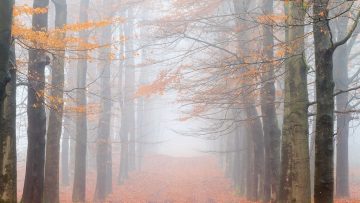 manana-llegara-aire-polar-a-estas-entidades-de-mexico-efectos-del-frente-frio-segun-el-modelo-de-referencia-de-meteored-lluvias-y-nevadas-evento-norte-1731991628329_1024