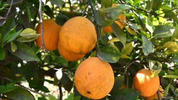 WhatsApp-Image-2025-01-13-at-14.28.11-810×540