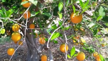 WhatsApp-Image-2025-02-08-at-11.35.11-810×608