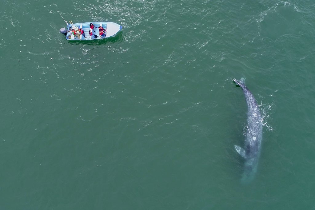 Inicia el Festival de la Ballena Gris en Puerto Adolfo López Mateos este viernes 30 de enero